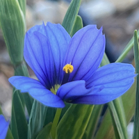 Sisyrinchium 'Devon Skies'